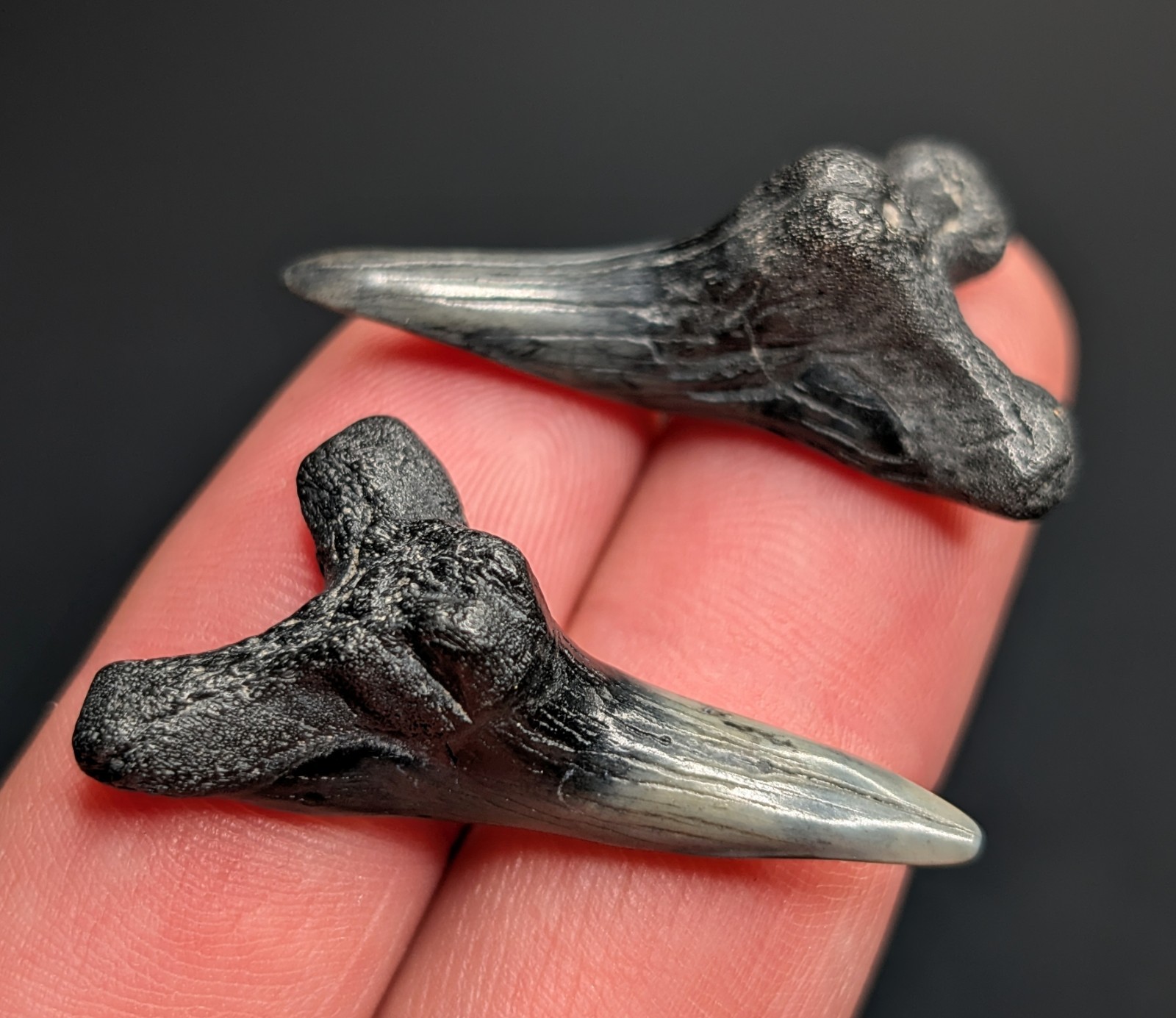 Stunning XL Pair Of Lower Snaggletooth Shark Teeth South Carolina All Natural