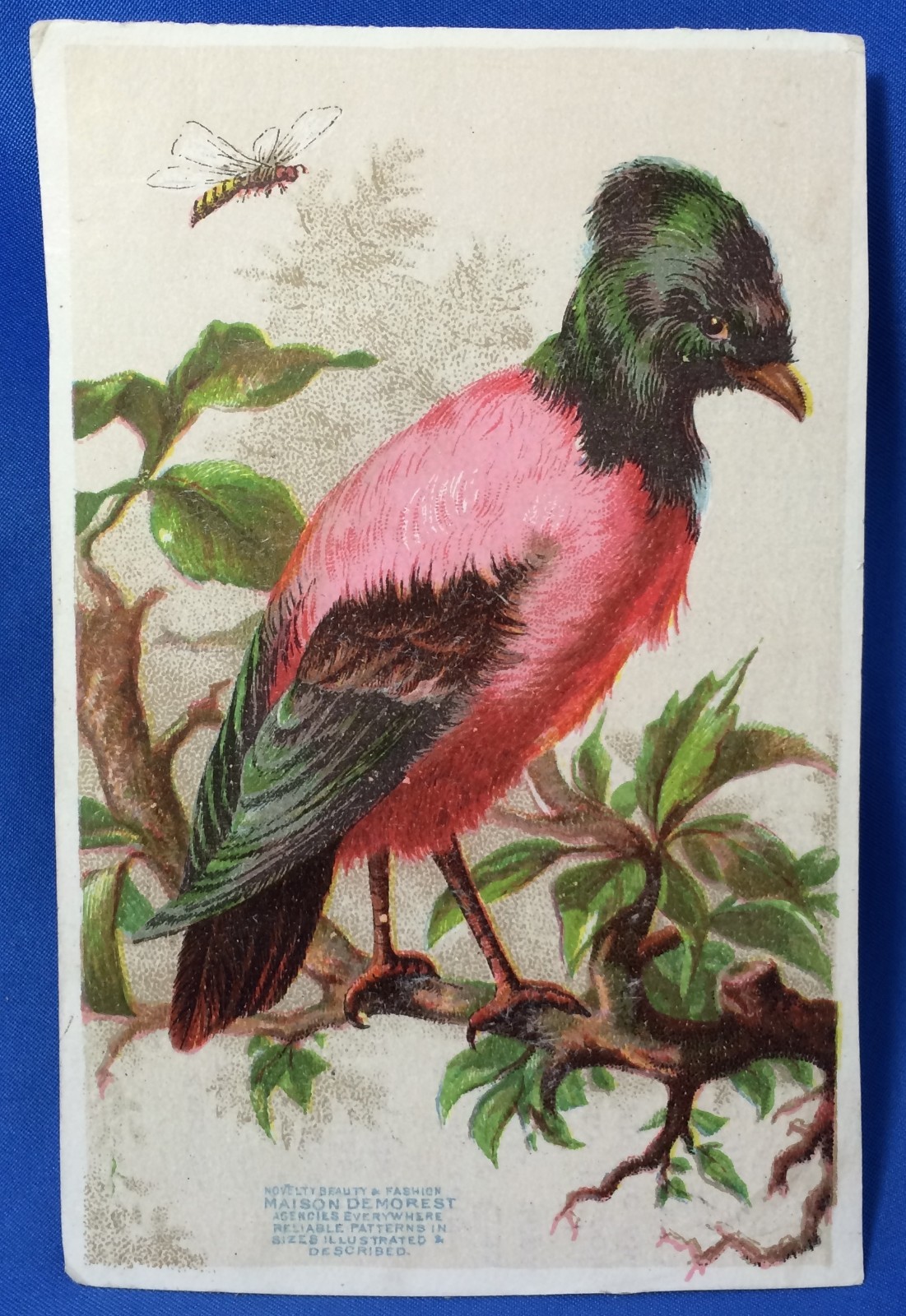 c 1900 Maison Demorest  SEWING Patterns BIRD BEE Advertisng Victorian Trade Card