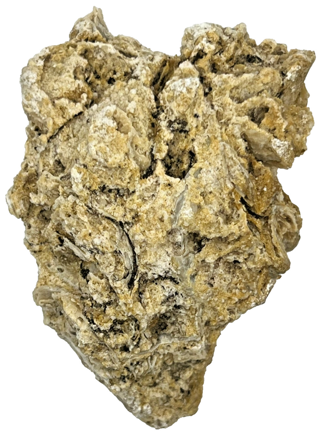 Medium Unidentified Fossil Specimen | RARE 3D Soft-Body Geometry | SEE VIDEO