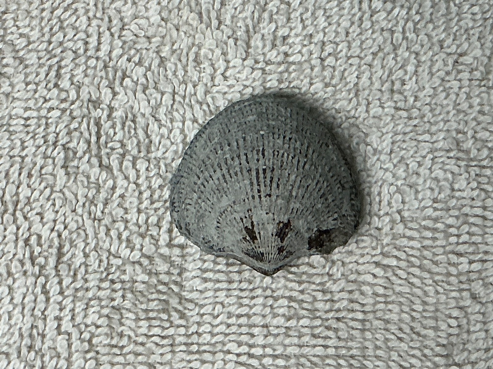 Brachiopod Fossil Ridged Shell Approx. 1.5 Inches