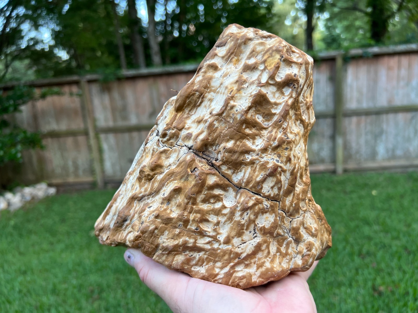 Texas Petrified Fossil Wood Large 9x7 Unique Agaized Orange/White Log Piece