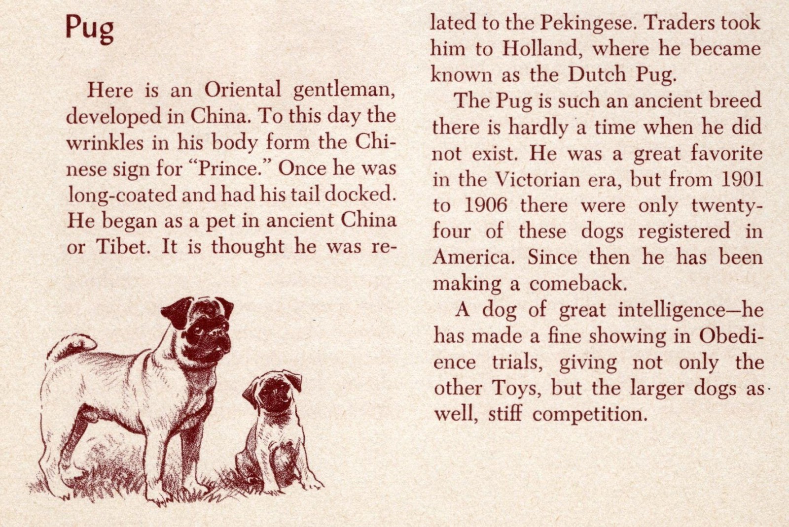 Pug - CUSTOM MATTED - Vintage Dog Art Print - 1954 M. Dennis Pug - CUSTOM MATTED - Vintage Dog Art Print - 1954 M. Dennis