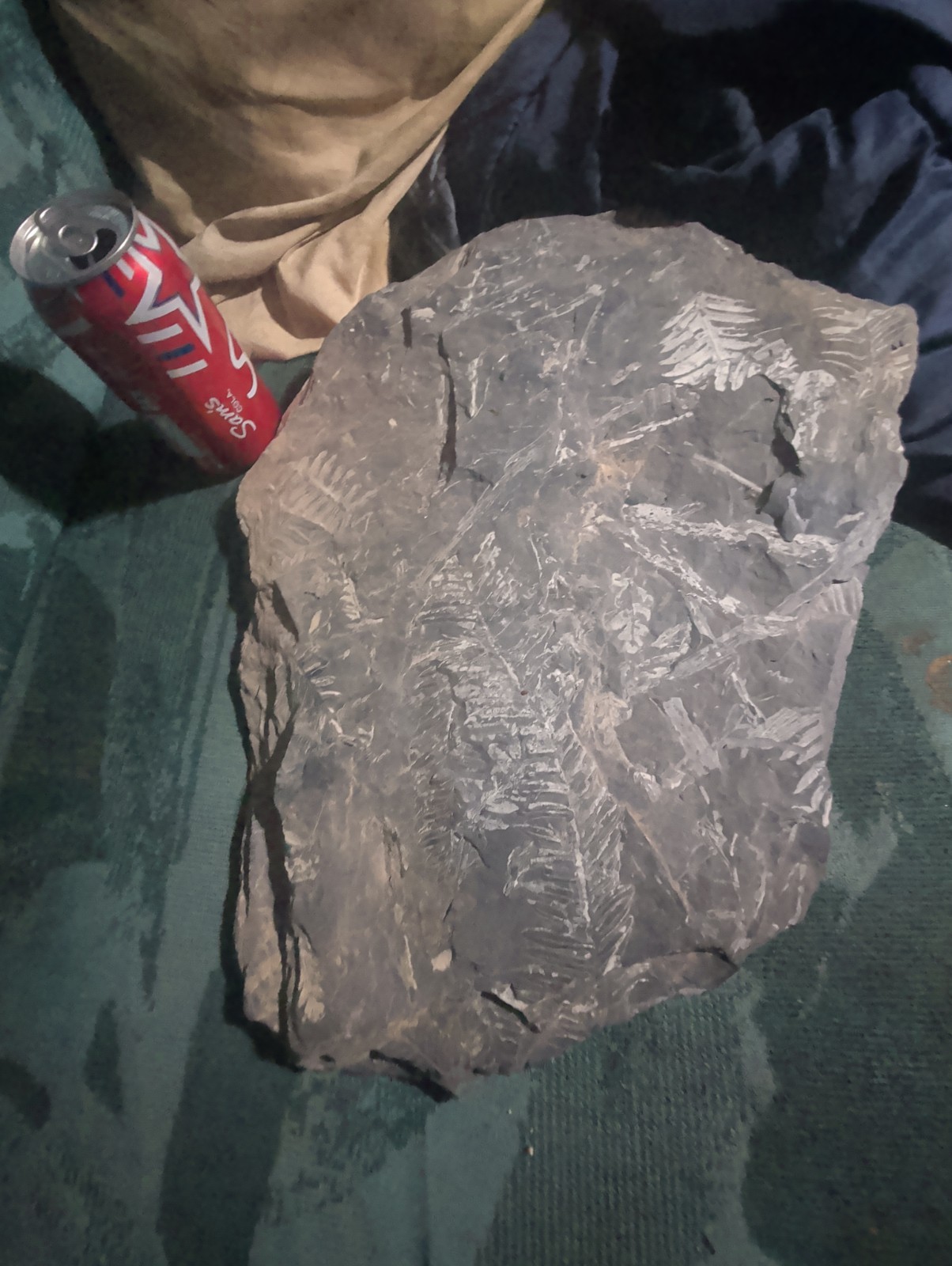 Extinct Fossil Fern Leaf Multi Specimen Plate Pennsylvanian Era Shale Large Extinct Fossil Fern Leaf Multi Specimen Plate Pennsylvanian Era Shale Large