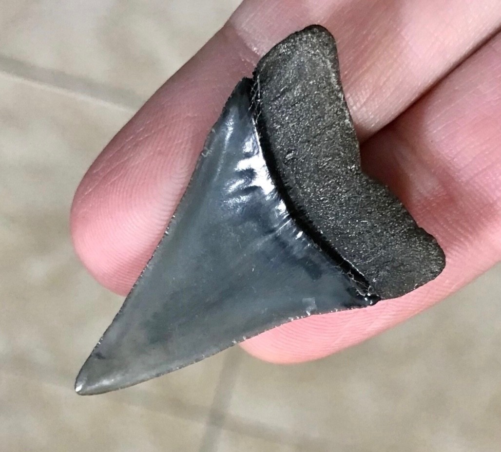 VERY RARE & GORGEOUS - “HUBBELLI TRANSITIONAL” -S.W. FLORIDA- SHARKTOOTH FOSSIL VERY RARE & GORGEOUS - “HUBBELLI TRANSITIONAL” -S.W. FLORIDA- SHARKTOOTH FOSSIL