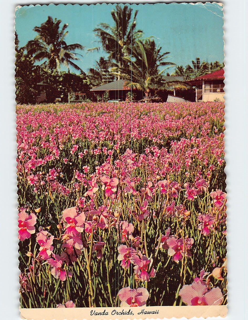 Postcard Vanda Orchids Hawaii USA