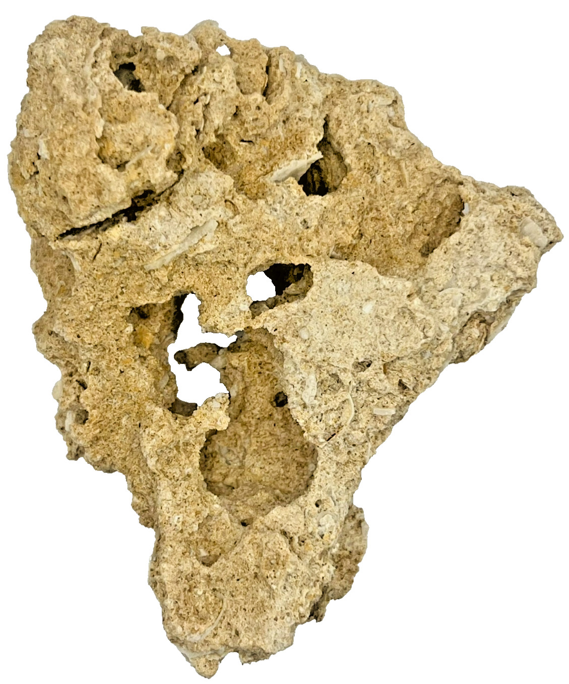 Medium Unidentified Fossil Specimen | RARE 3D Soft-Body Geometry | SEE VIDEO