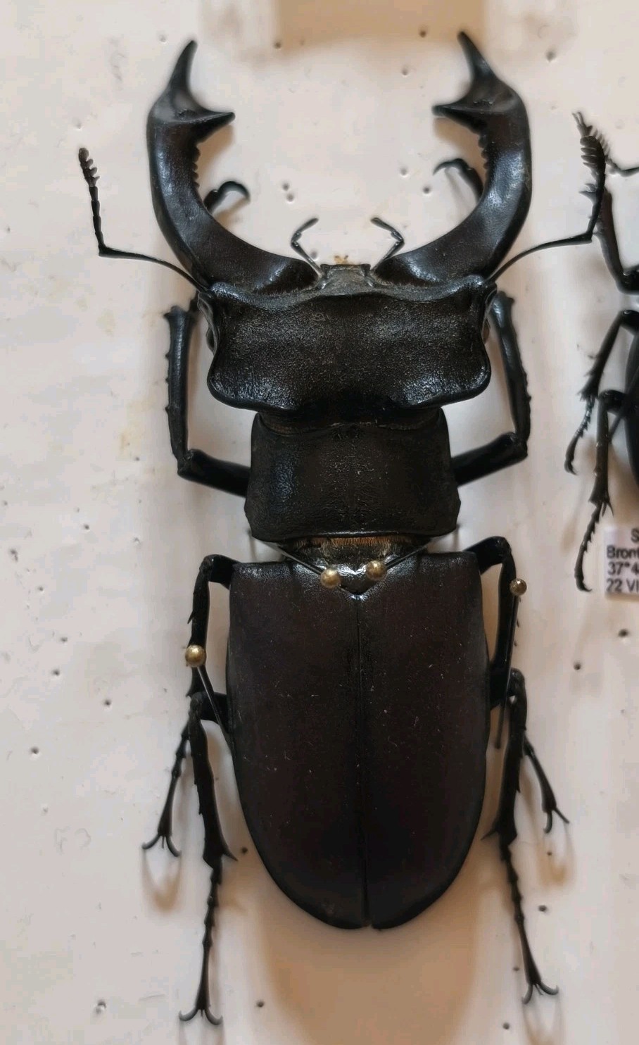 LUCANUS  CERVUS XXL, from ITALY. Lucanidae