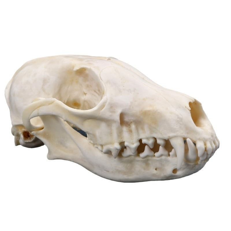 1Pcs Real Red Fox Bones Skull Fox Head Skeleton Natural Teeth Bone Specimen Gift 1Pcs Real Red Fox Bones Skull Fox Head Skeleton Natural Teeth Bone Specimen Gift