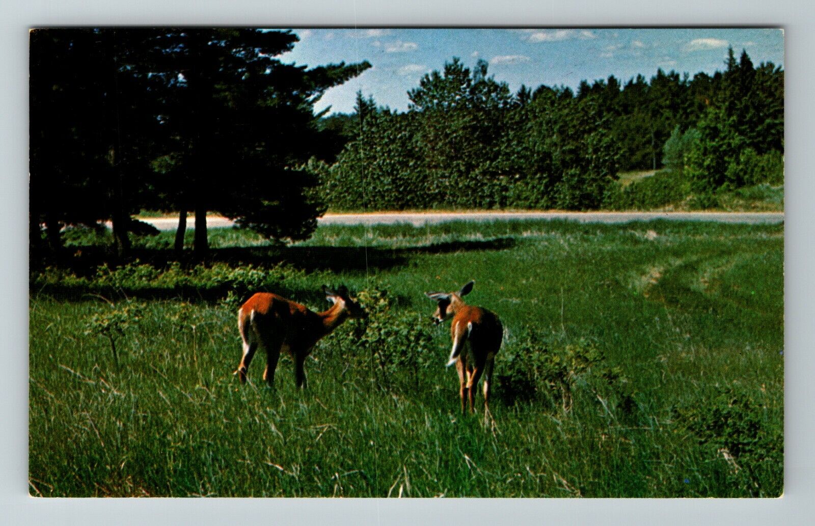 MN-Minnesota, White Tail Deer, Scenic View In Field, Vintage Postcard