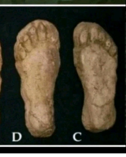 1982 Grays Harbor Heryford Bigfoot print casts \