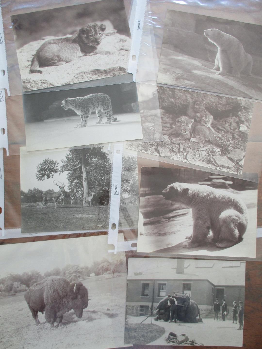 1908 Original Albumen 21 photos BRONX NY ZOOLOGICAL PARK ELWIN ROSWELL SANBORN