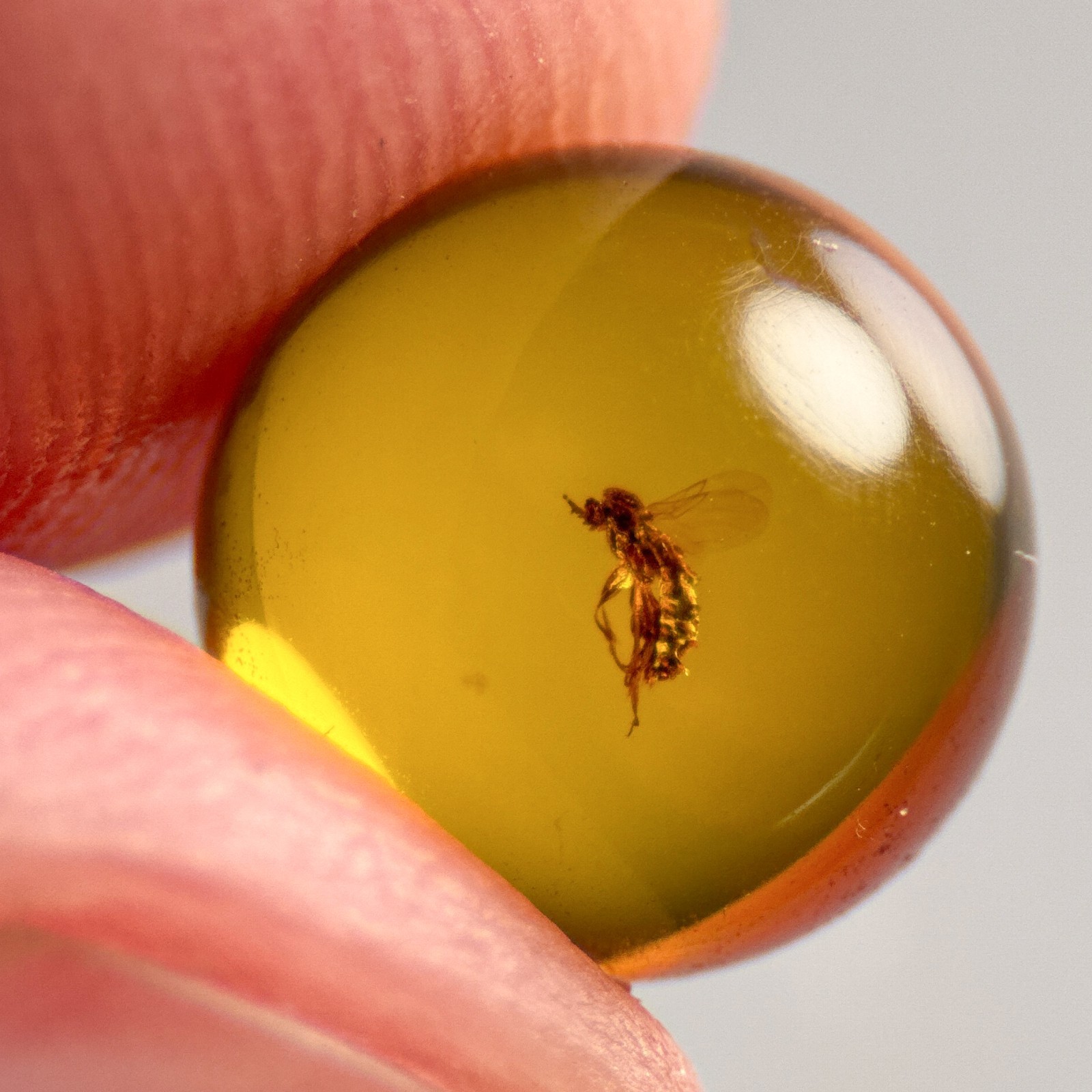 FLY SPHERE 8mm bead Burmese / Burmite amber fossil bead / 100% genuine
