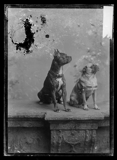 Photo:Two Dogs Studio Portrait c1873-1916