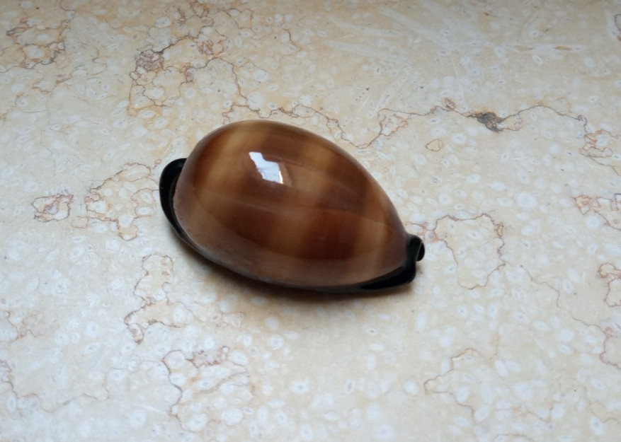 F cypraea exusta GEM very rare red sea shell super natural glossy 63.2 mm F++++