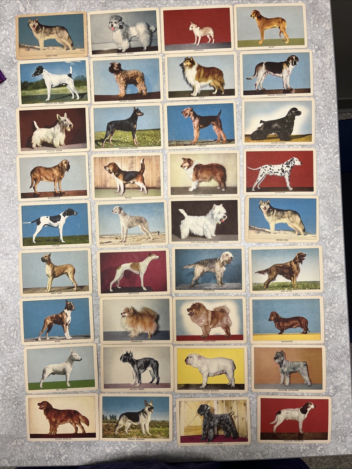 Set 1956 Quaker cereals Challenge Of The yukon Dog Cards. Lot Of 36 Set 1956 Quaker cereals Challenge Of The yukon Dog Cards. Lot Of 36