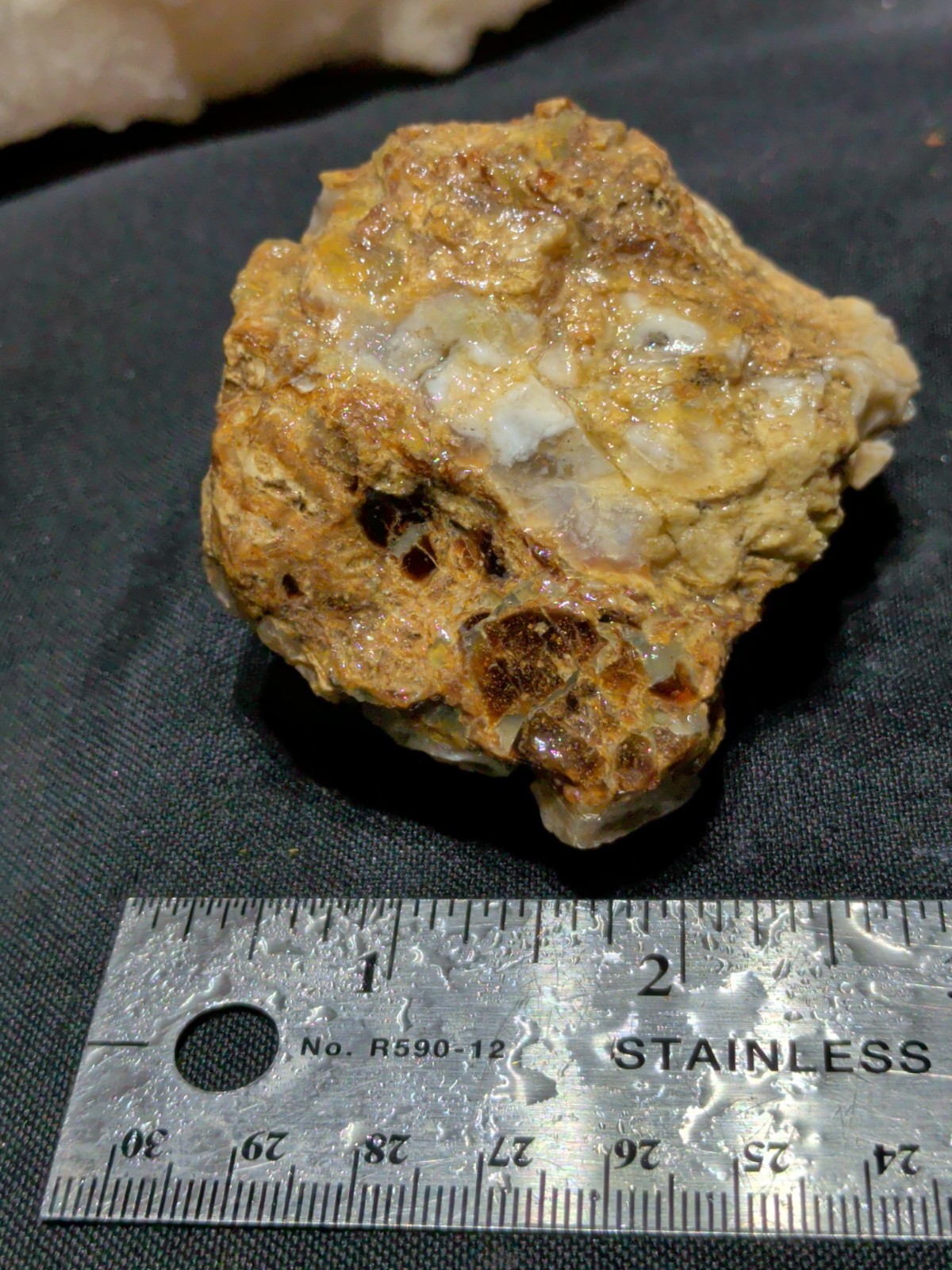 Petrified Wood Specimen Natural Form (7oz) 