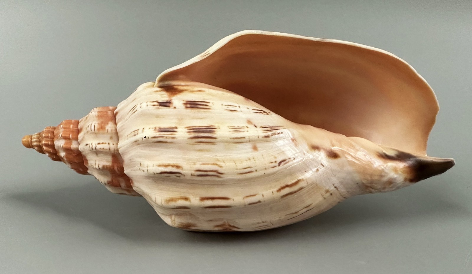 Festilyria casaana 141.5mm RARE Somalia Volute Seashell STUNNING COLOR