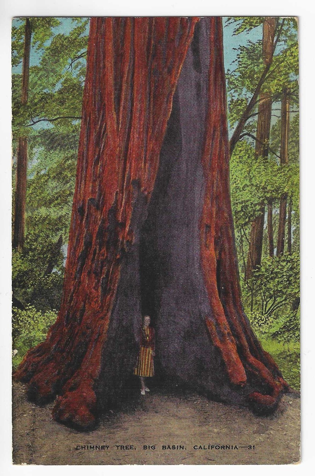 Vintage Linen Postcard Chimney Tree Big Basin California Redwood Sequoia