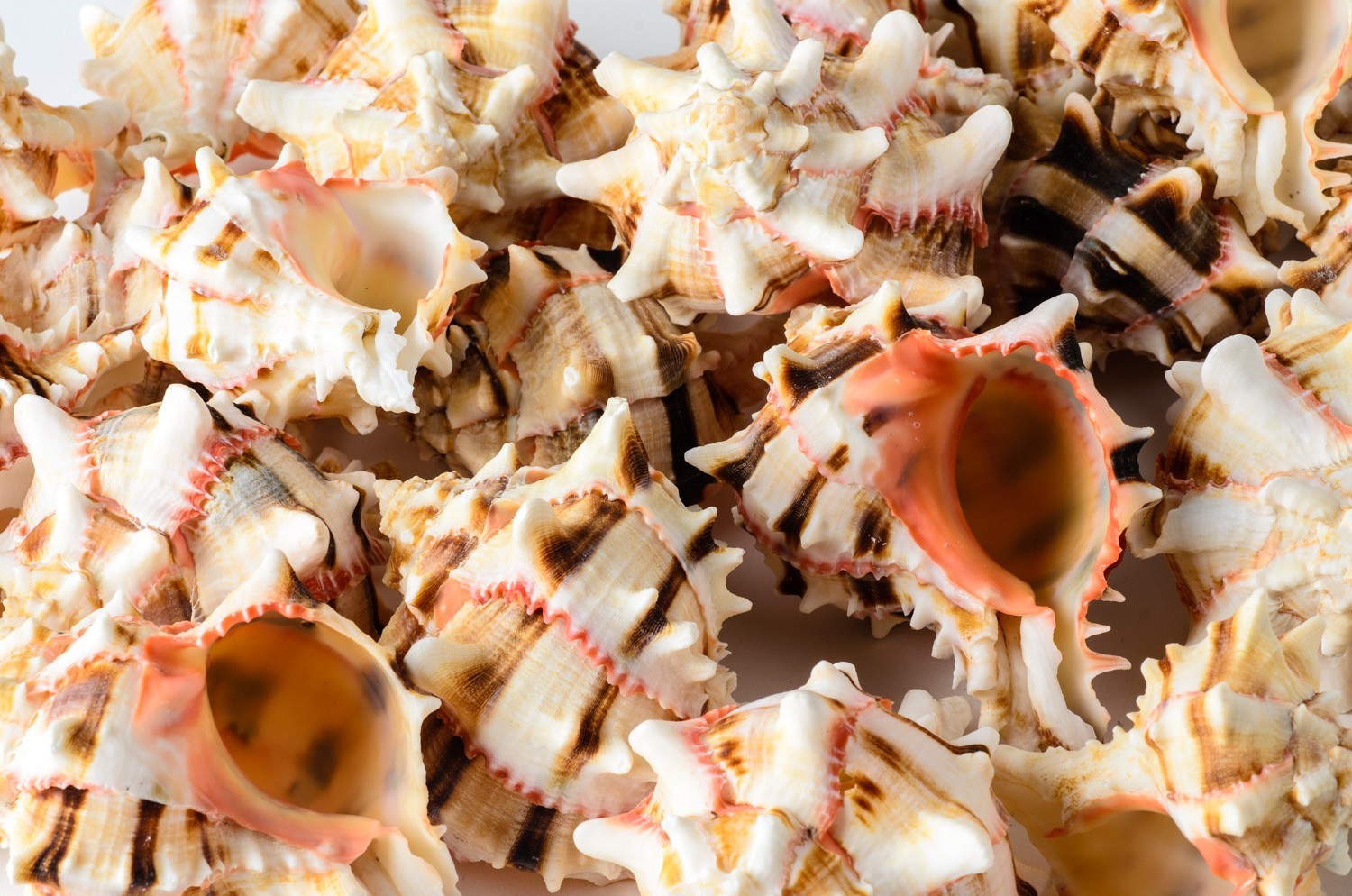 Brassica Murex Phyllonotus erythrostomu Hermit Crab Sea Shell 3-4 Brassica Murex Phyllonotus erythrostomu Hermit Crab Sea Shell 3-4