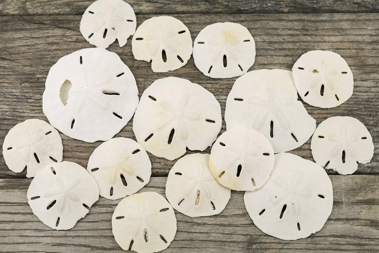 Nautical Crush Trading Sand Dollar | 2\