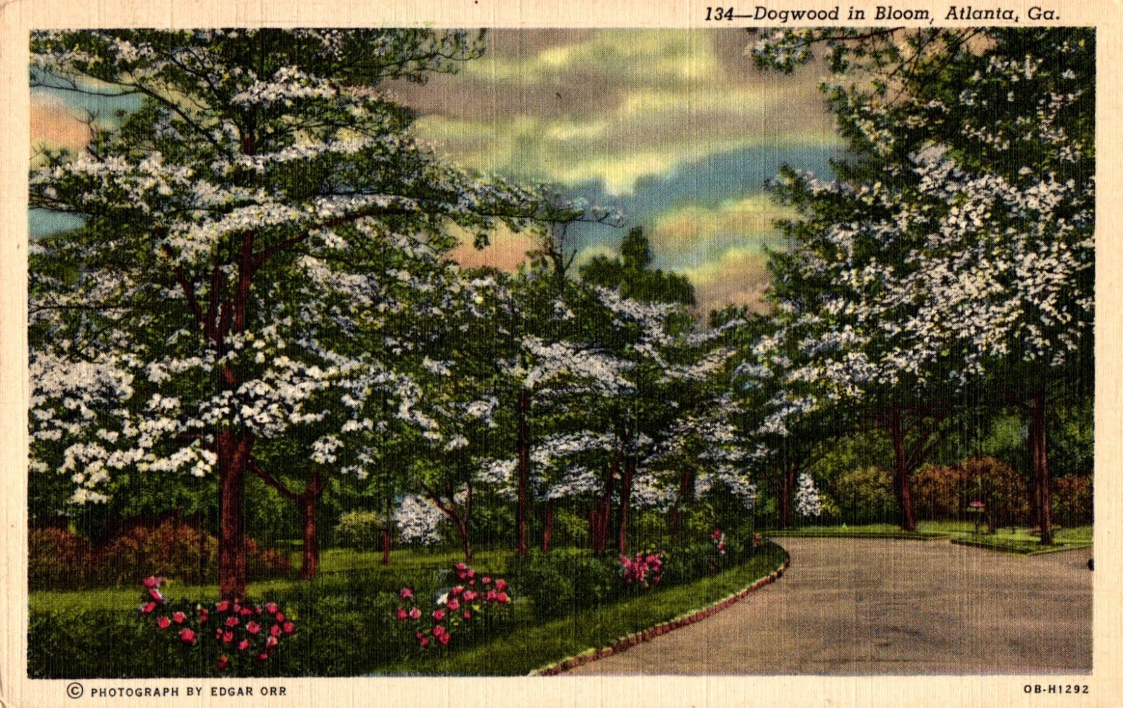 Georgia GA Atlanta Dogwood in Bloom Postcard Vtg Posted Linen 1944 M1