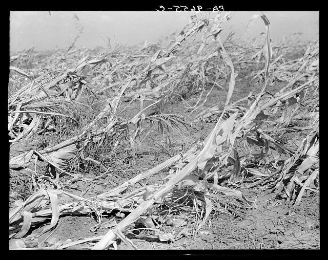 Photo:Dallas Waco Texas 1936 Dried Corn Field Drought Heat Damage