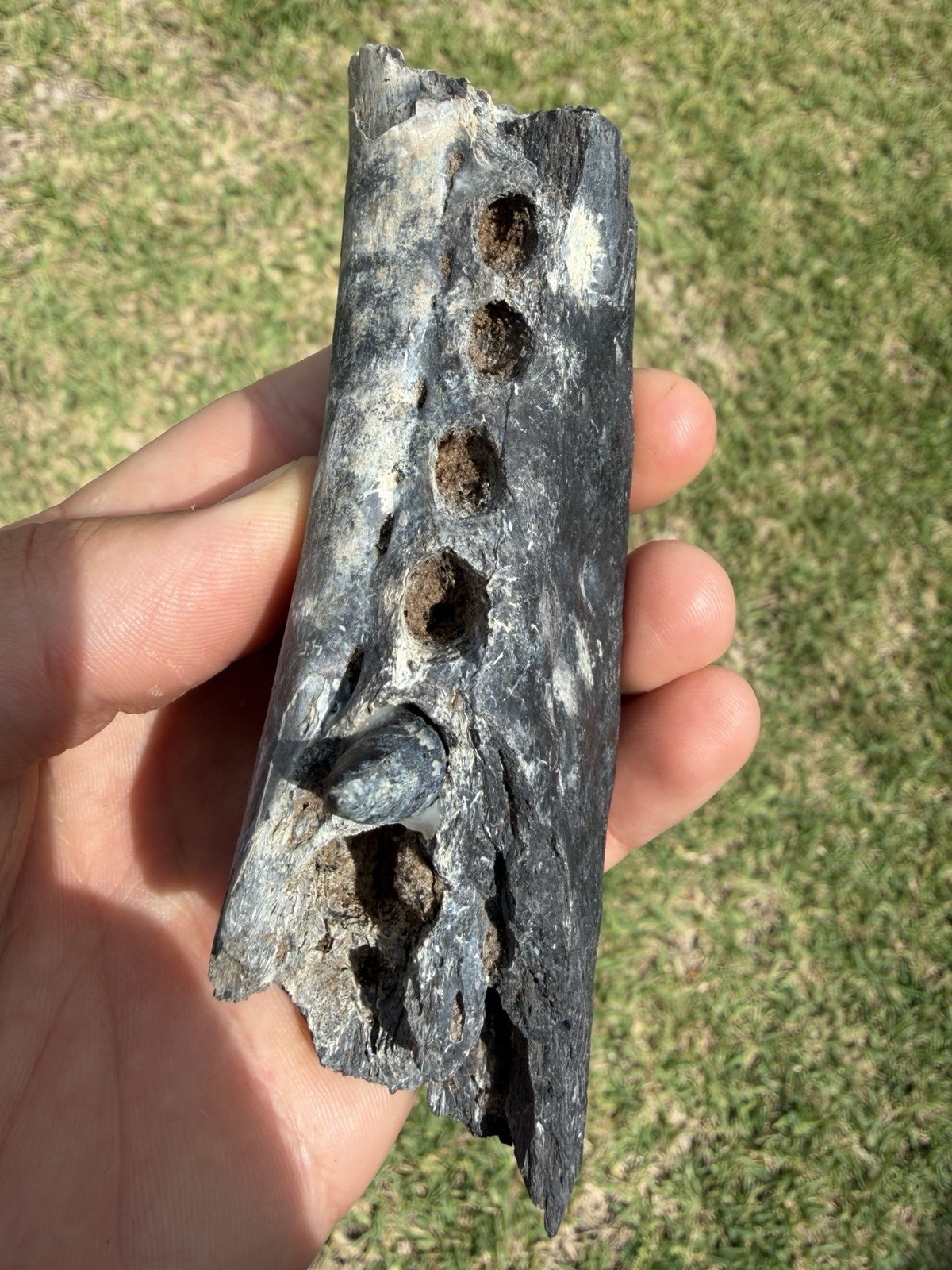 RARE FOSSIL ALLIGATOR JAW BONE WITH TOOTH (RESTORED/GLUED) PEACE RIVER