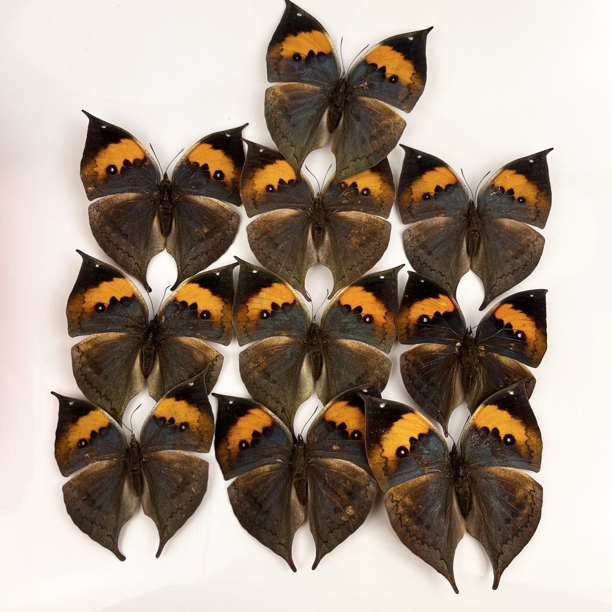 10 Pcs Spread Dead Leaf Butterfly Specimens 8-10cm A1-A- Grade DIY Decor Gift 10 Pcs Spread Dead Leaf Butterfly Specimens 8-10cm A1-A- Grade DIY Decor Gift