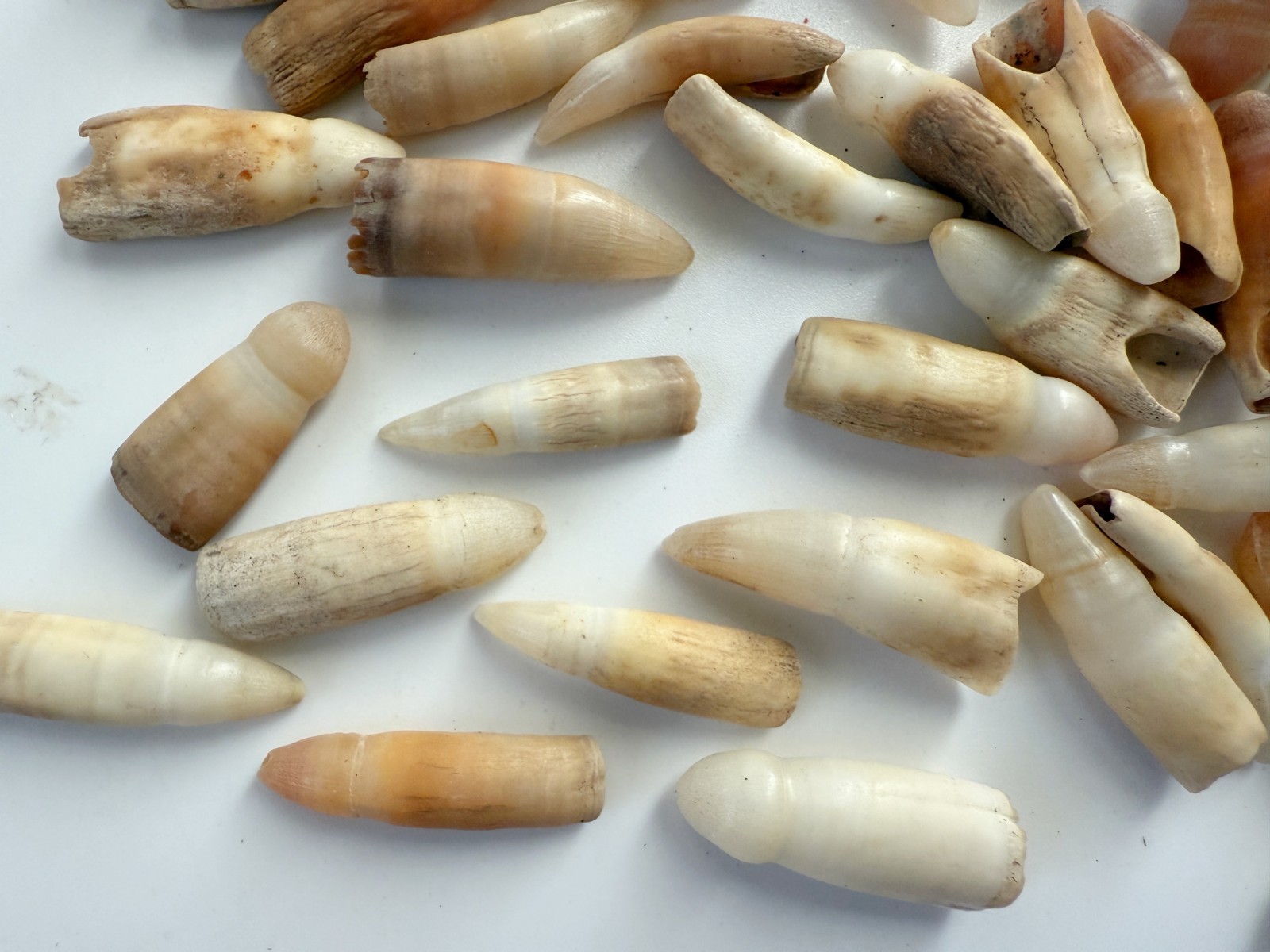 10PC Alligator Teeth for Making Gator Teeth Necklace Crafts About 1