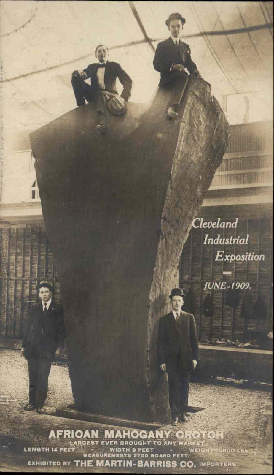 Cleveland OH Superlative Industrial Exposition African Mahogany Tree c1909 RPPC