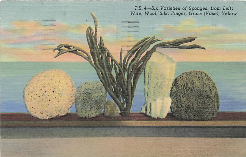 Postcard FL: Six Varieties of Sponges, Tarpon Springs, Florida Linen 1951