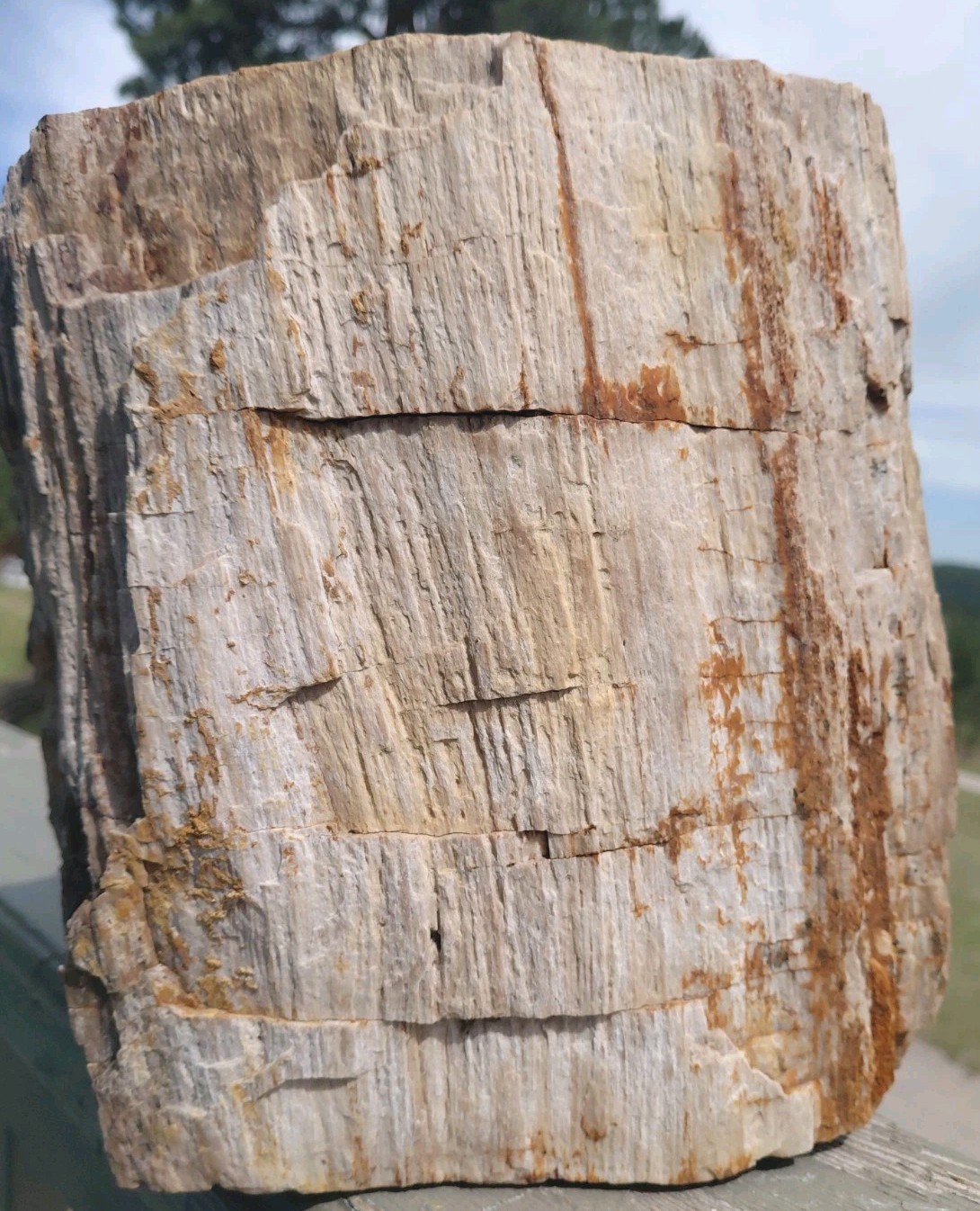22 Lbs Petrified Wood Stump 9
