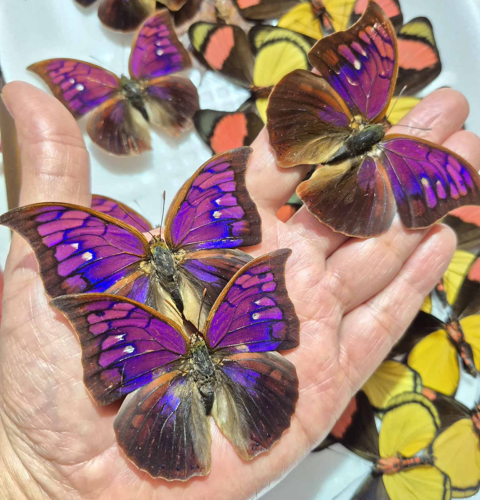 NYMPHALIDAE ANAEA TYRIANTHINA A1 UNMOUNTED WINGS CLOSED OXAPAMPA-PERU LOT OF 5