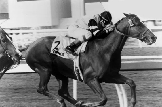 1978 Triple Crown Champion AFFIRMED Glossy 4x6 Photo