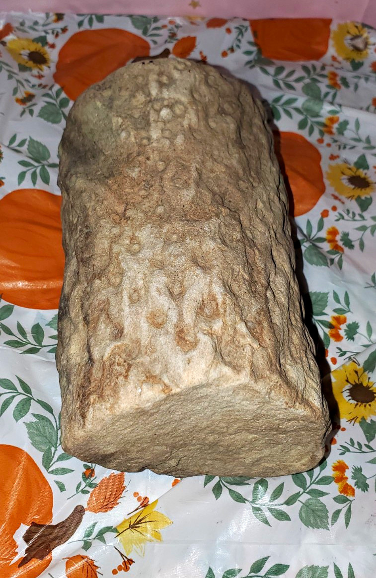 Petrified Wood Fossil Log Section Rough Specimen Section Fossil Specimen