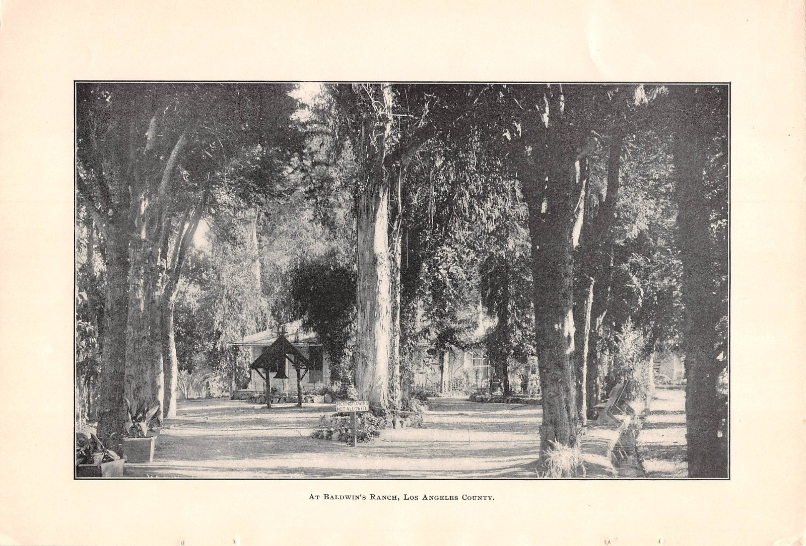 1902 BALDWIN'S RANCH Pasadena CA Los Angeles County History ANTIQUE ILLUSTRATION 1902 BALDWIN'S RANCH Pasadena CA Los Angeles County History ANTIQUE ILLUSTRATION