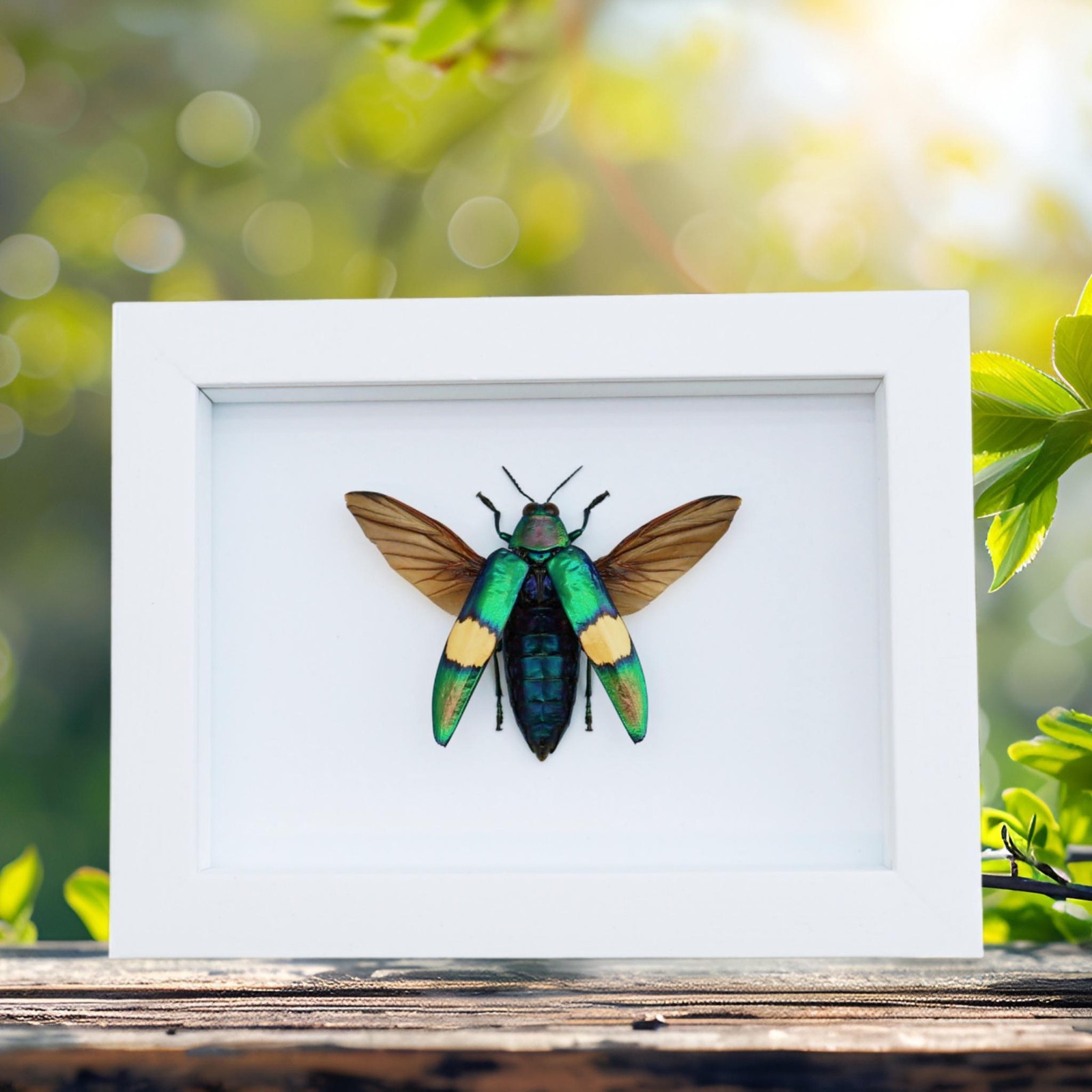 Chrysochroa saundersii Flying Metallic Jewel Beetle Framed Classic Black Display