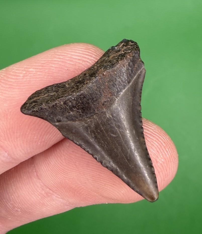 1.06” Great White Shark Tooth Fossil from GA River 1.06” Great White Shark Tooth Fossil from GA River