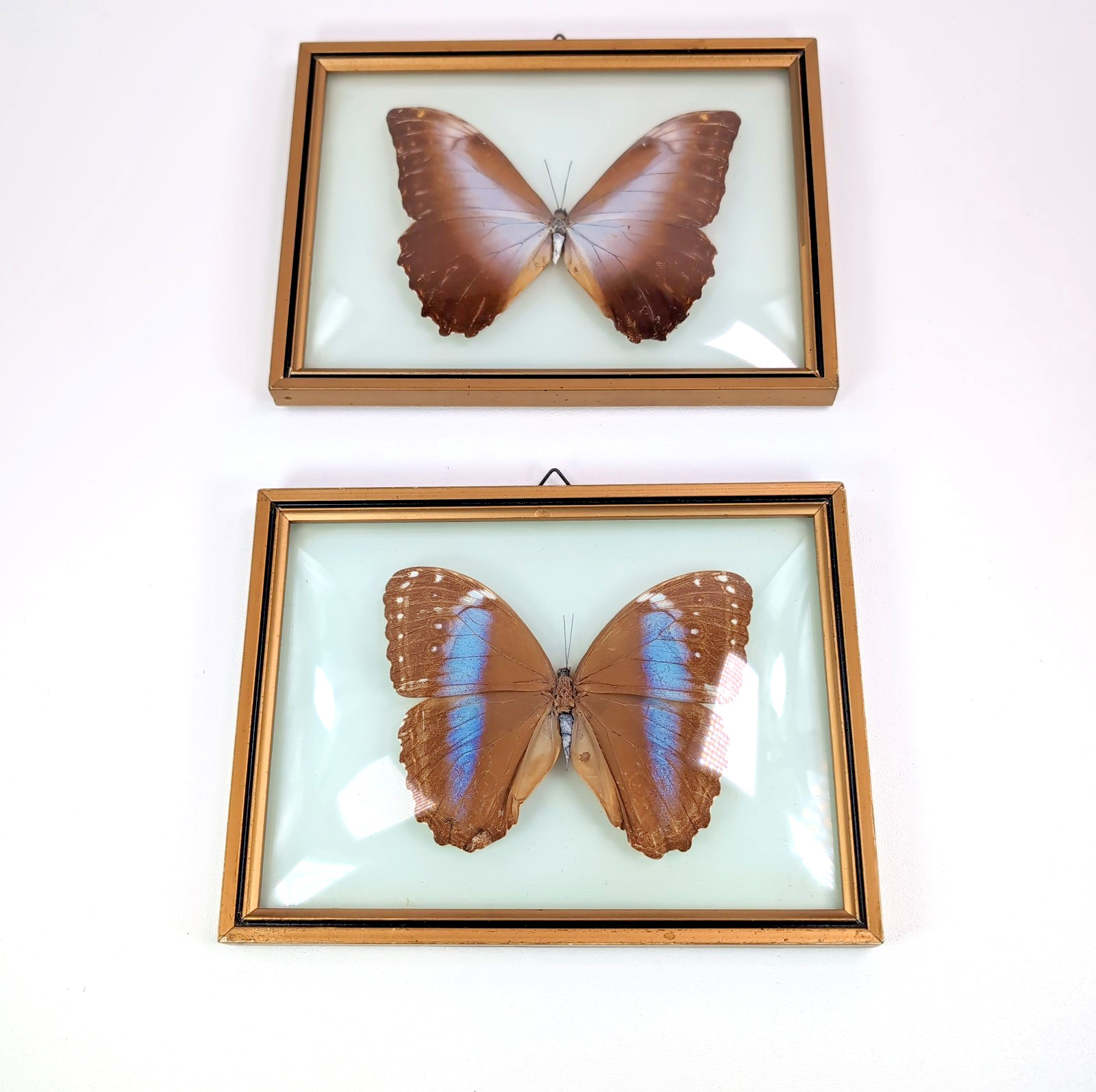 Pair VTG Butterfly Morpho Taxidermy Mounted Convex Bubble Glass Framed Brazil