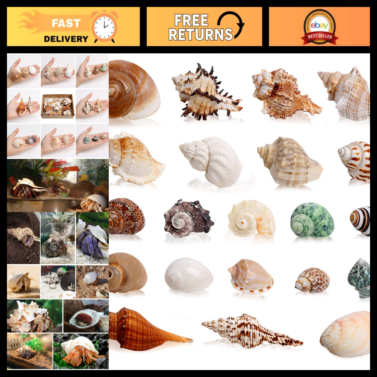 21PCS Medium Small Hermit Crab Shells 1.2\