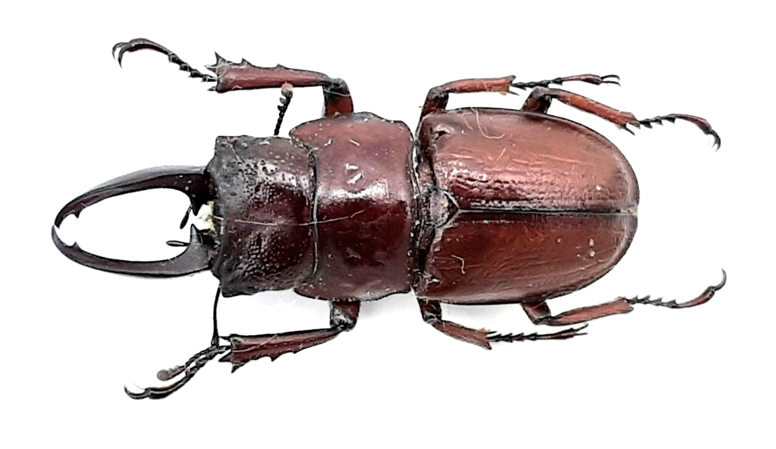 Lucanidae, Wallacealucanus (Odontolabis) lecourti, A1, 29+ mm, XL, Sulawesi