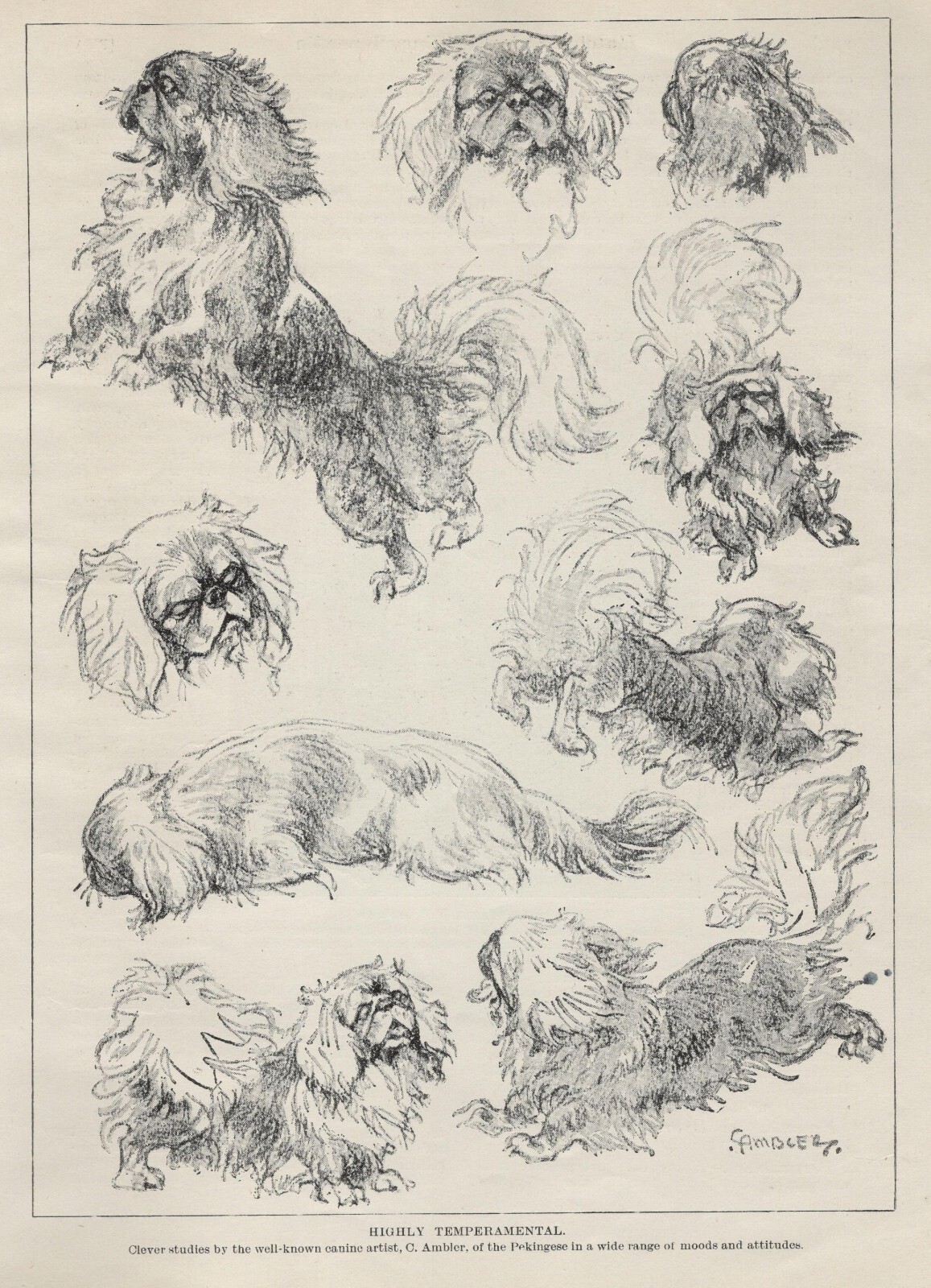 Pekingese \
