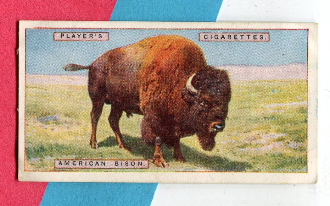 1924 JOHN PLAYER & SONS NATURAL HISTORY TOBACCO CARD #8 AMERICAN BISON BUFFALO