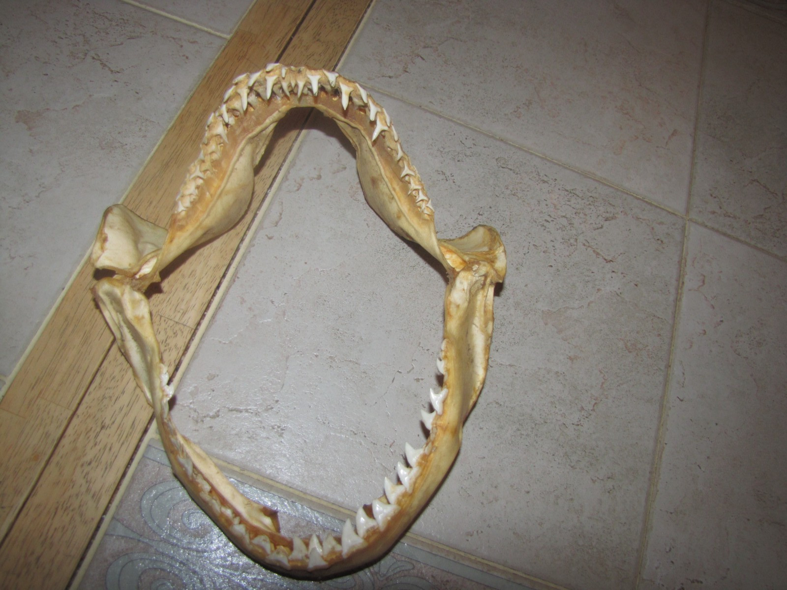 Bull Shark Jaw Skull BoneW/SHARP Teeth Skeleton Vintage Taxidermy 10 3/4''X9.5'' Bull Shark Jaw Skull BoneW/SHARP Teeth Skeleton Vintage Taxidermy 10 3/4''X9.5''