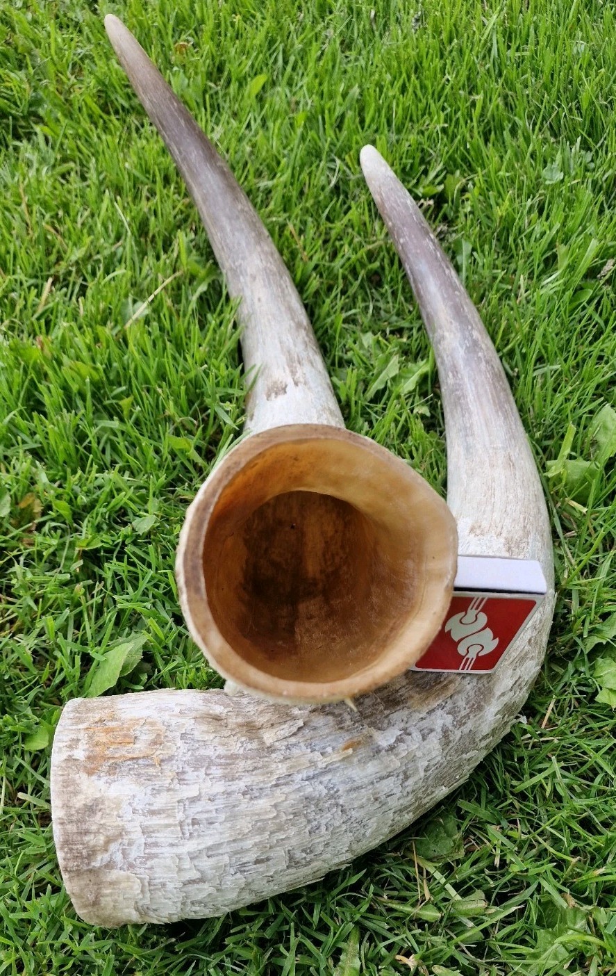 Pair XL Unpolished Real COW HORN/Highland cattle/Home decor/Taxidermy