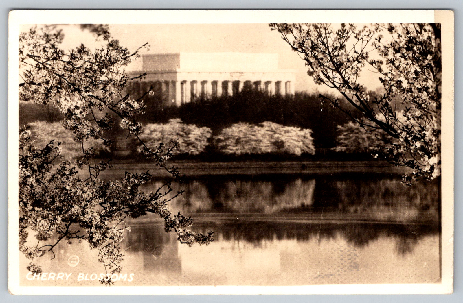 RPPC c1920s Cherry Blossoms in Bloom Washington DC Postcard