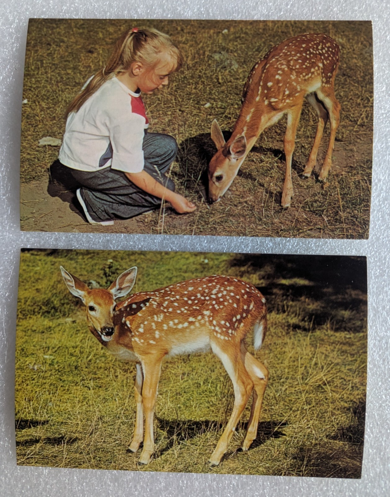 Vintage Postcards   Aqualand, Boulder Junction Wisconsin New Old Stock 