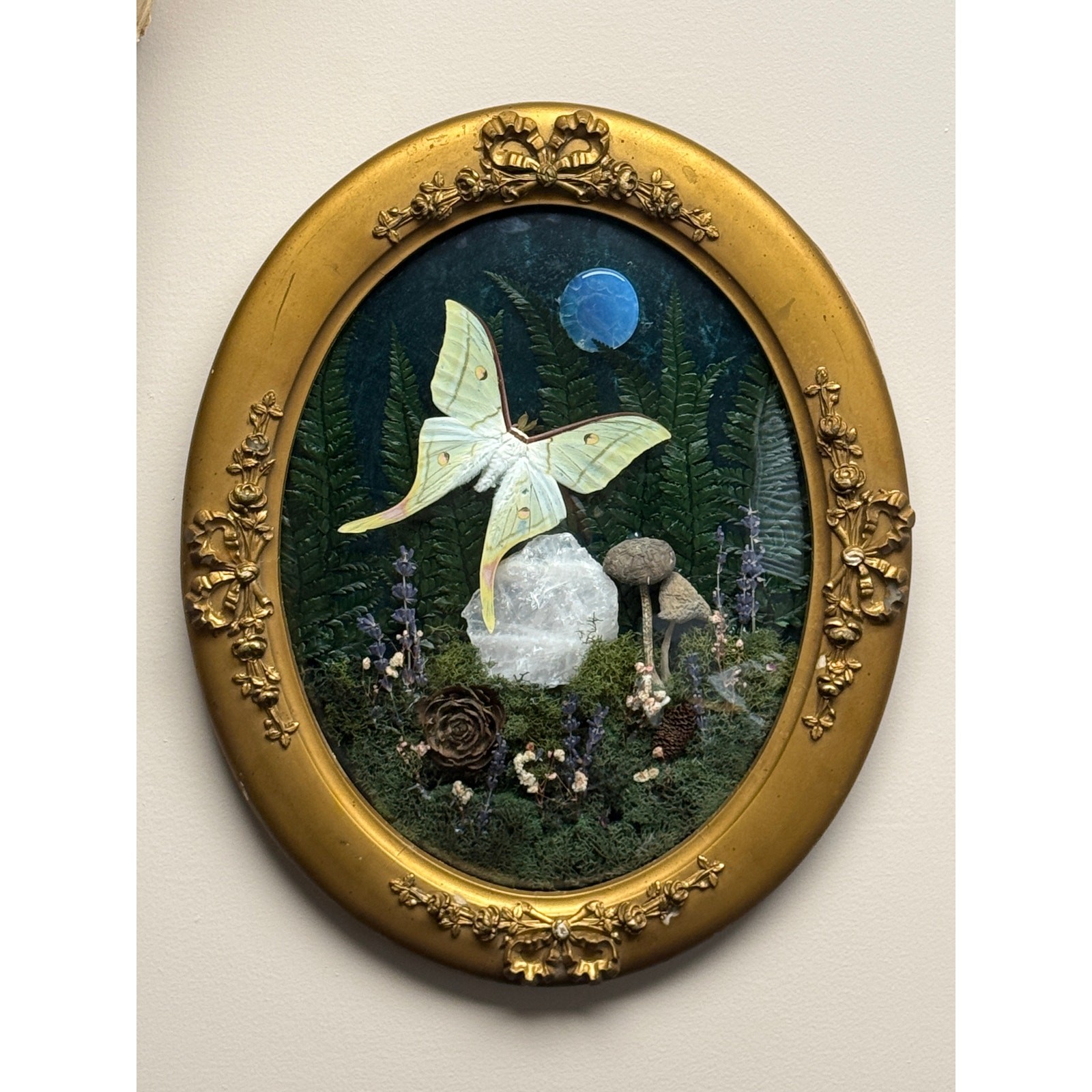 Real Moon Moth Shadow Box 18x14 Antique Bubble Glass Oval Frame Signed Art 1of1