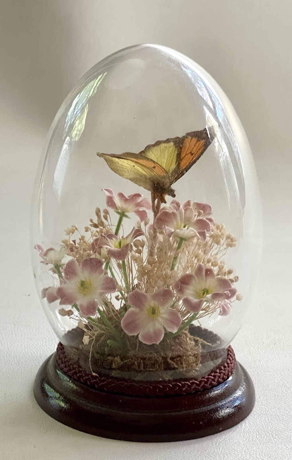 Vintage Butterfly Taxidermy Egg Shaped Glass Dome Display 5\