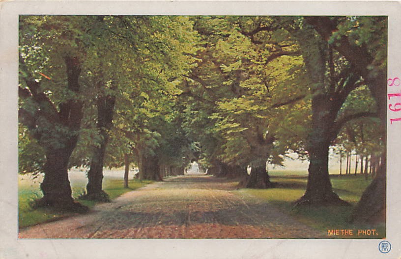 Postcard Germany: Lindenallee Tree-Lined Avenue, Brandenburg UDB Postcard Germany: Lindenallee Tree-Lined Avenue, Brandenburg UDB